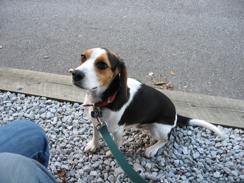 28 Begging Buckley.JPG